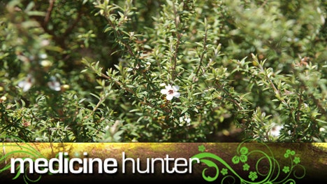 Manuka bush med hunter.jpg